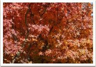 ������ - ��������� ������