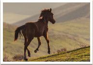 ������� ����������� �������