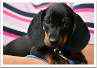 Red Wings ��������� ���������� �������� �� �������� ������